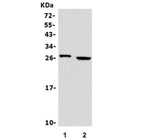 Western blot testing of human 1) Jurkat and 2) Raji cell lysate with GZMA antibody. Predicted molecu