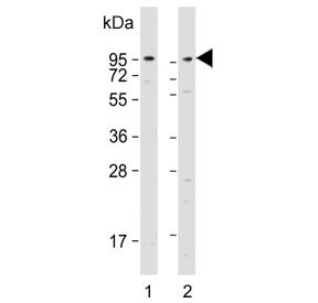 Western blot testing of 1) human HeLa and 2) mouse NIH 3T3 cell lysate with DAG1 antibody. Predicted