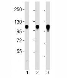 Integrin alpha 7 Antibody (ITGA7)