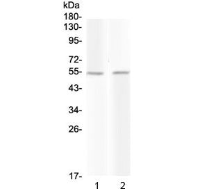 Western blot testing of 1) rat liver and 2) mouse liver with PROC antibody at 0.5ug/ml. Predicted mo