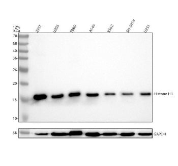 Western blot analysis of Histone H3 (acetyl K9) using anti-Histone H3 (acetyl K9) antibody. Electrop
