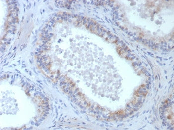 IHC staining of FFPE human epididymis tissue with ROS1 antibody (clone ROS1/8268R). HIER: boil tissu
