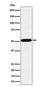 Western blot analysis of HtrA1 in human MCF7 cell lysate using HTRA1 antibody. Predicted molecular w