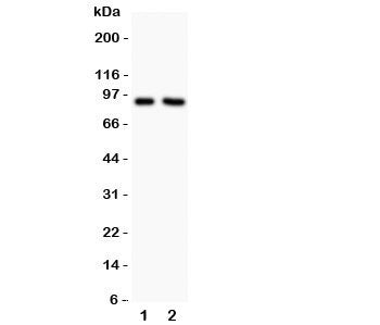 NHE1 Antibody