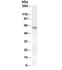 Granulin Antibody