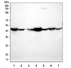 Actin Antibody / ACTA1