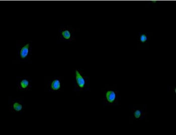 Immunofluorescent staining of FFPE human HeLa cells with Peroxiredoxin 5 antibody (green) and DAPI n