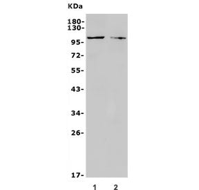 TRPC3 Antibody