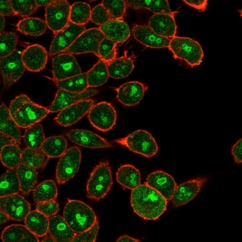Immunofluorescent staining of human HeLa cells using E2F6 antibody (green, clone PCRP-E2F6-1F8) and 