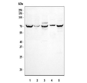 SGLT1 Antibody