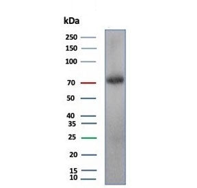 Western blot testing of human testis tissue lysate with Kinesin like protein 6 antibody (clone KIF2C