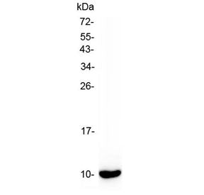 Western blot testing of mouse lung tissue lysate with Scgb1a1 antibody at 0.5ug/ml. Expected molecul