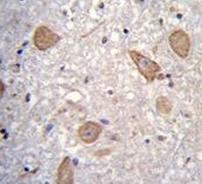IHC testing of FFPE human brain tissue with CNIH2 antibody. HIER: steam section in pH6 citrate buffe