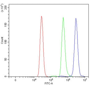 Flow cytometry testing of human U937 cells with Choline Acetyltransferase antibody at 1ug/million ce