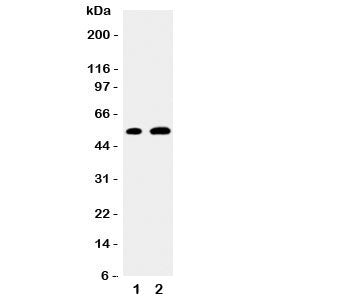 EGR2 Antibody