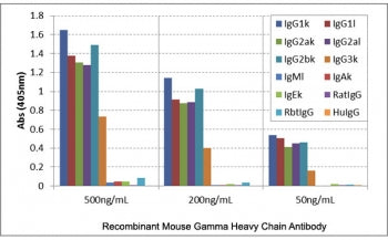 ELISA of mouse immunoglobulins shows the recombinant Mouse IgG antibody reacts to IgG1, IgG2a, IgG2b