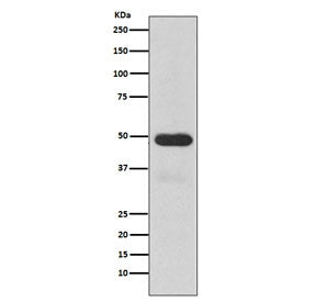 Western blot testing of human fetal liver lysate with CYP3A4 antibody. Expected molecular weight: 50