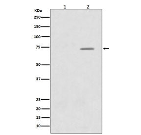 Western blot testing of human HeLa cells 1) untreated and 2) treated with LP, with phospho-Raf1 anti