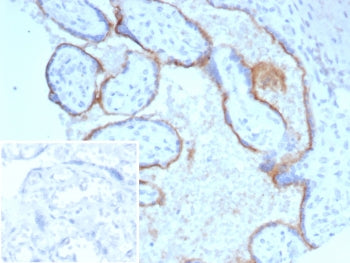 IHC staining of FFPE human placental tissue with Endoglin antibody (clone ENG/4750) Inset: PBS used 