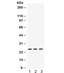 PGP9.5 / UchL1 Antibody