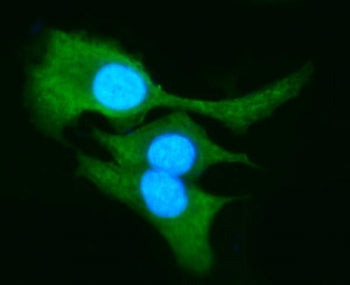 Immunofluorescent staining of FFPE human A549 cells with AKR1B10 antibody (green) and DAPI nuclear s