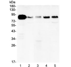 Western blot testing of human 1) A431, 2) U-87 MG, 3) A549, 4) PC-3 and 5) HeLa lysate with Cortacti