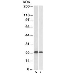 DJ-1 Antibody