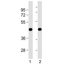 Zebrafish beta Actin Antibody