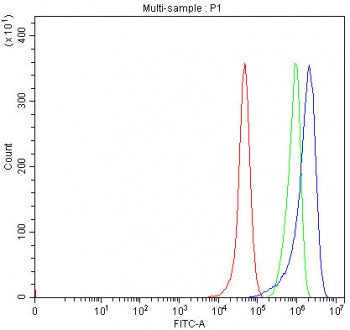 SHROOM4 Antibody / SHAP / KIAA1202