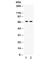 Involucrin Antibody
