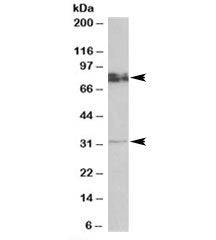 GPM6A Antibody