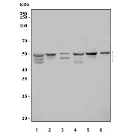 Western blot testing of 1) rat liver, 2) rat kidney, 3) rat RH35, 4) mouse liver, 5) mouse kidney an