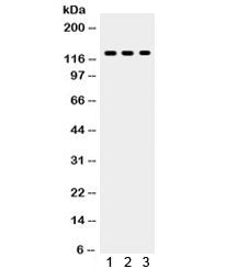TLR7 Antibody
