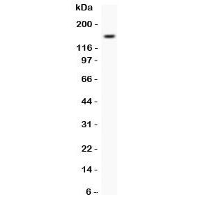 VEGF Receptor Antibody