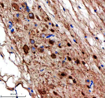 Immunohistochemical analysis of Nedd8/8L protein using Nedd8 antibody and paraffin-embedded zebrafis