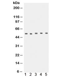 TACR1 Antibody