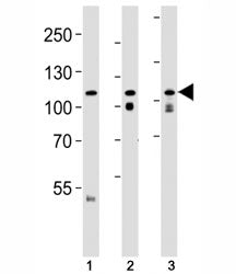 OPA1 Antibody