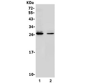 14-3-3 gamma Antibody / YWHAG