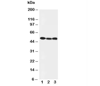 Beclin 1 Antibody