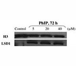 Western blot testing of LSD1 antibody and nuclear extracts of control and PhIP-treated HMEC cells. N