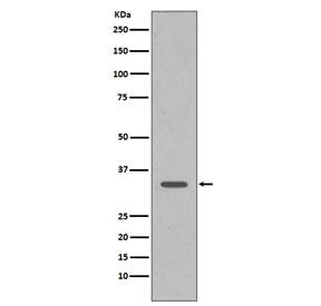 CDK1 Antibody