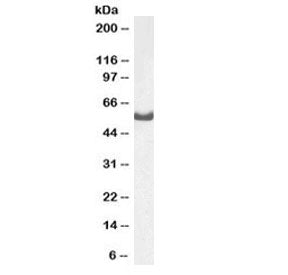 Western blot testing of mouse fetal brain lysate with Dars antibody at 1ug/ml. Predicted molecular w