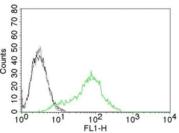 Ku70 + Ku80 Antibody