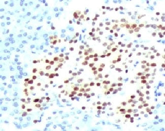 NKX2.2 Antibody