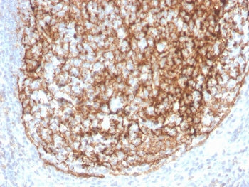 CD35 Antibody / CR1