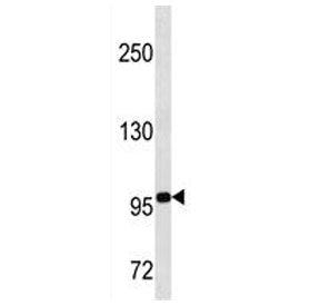 TLE4 Antibody
