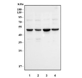 Cyclin E1 Antibody / CCNE1