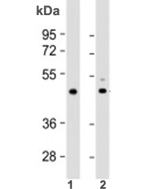 Western blot testing of 1) human heart lysate and 2) mouse heart lysate with TPRA1 antibody at 1:200