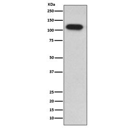 IDE Antibody / Insulin degrading enzyme