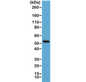 Western blot of human Jurkat lysate using recombinant Cyclin B1 antibody at 1:1000. Predicted molecu